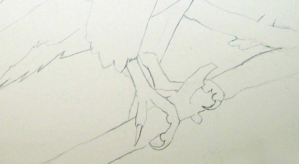 Disegnare gli uccelli - Prima lezione